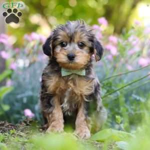 Lincoln, Yorkie Poo Puppy